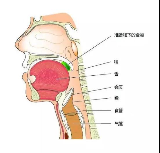 下咽癌位置图片图片